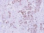 NANS Antibody in Immunohistochemistry (Paraffin) (IHC (P))