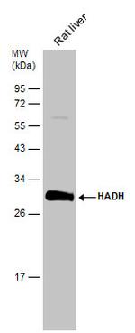 HADH Antibody in Western Blot (WB)