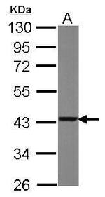 TXNL2 Antibody in Western Blot (WB)