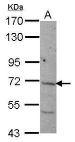 NCLN Antibody in Western Blot (WB)