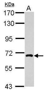 NUFIP1 Antibody in Western Blot (WB)