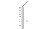 NFIX Antibody in Western Blot (WB)