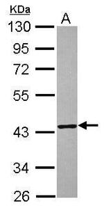 TXNL2 Antibody in Western Blot (WB)