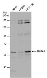 MTPAP Antibody in Western Blot (WB)