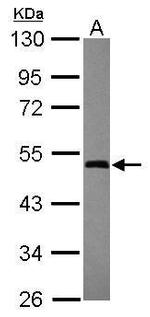 GTPBP3 Antibody in Western Blot (WB)