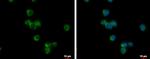 CD37 Antibody in Immunocytochemistry (ICC/IF)