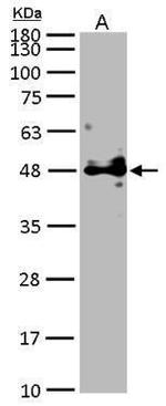 POFUT1 Antibody in Western Blot (WB)