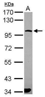 PCDHGA6 Antibody in Western Blot (WB)