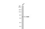 CPXM1 Antibody in Western Blot (WB)