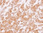 RUFY1 Antibody in Immunohistochemistry (Paraffin) (IHC (P))