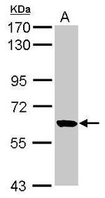 RUFY1 Antibody in Western Blot (WB)