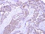 SNX33 Antibody in Immunohistochemistry (Paraffin) (IHC (P))