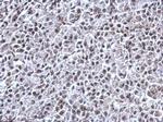 RNF180 Antibody in Immunohistochemistry (Paraffin) (IHC (P))