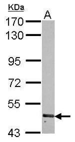 RNF180 Antibody in Western Blot (WB)