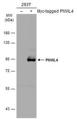 PIWIL4 Antibody in Western Blot (WB)