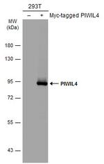 PIWIL4 Antibody in Western Blot (WB)