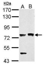 PASD1 Antibody in Western Blot (WB)