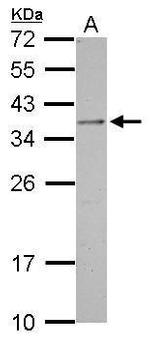 OTP Antibody in Western Blot (WB)