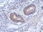 ZNF645 Antibody in Immunohistochemistry (Paraffin) (IHC (P))