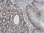 PYGO2 Antibody in Immunohistochemistry (Paraffin) (IHC (P))