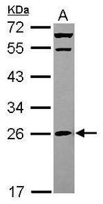 MRPS26 Antibody in Western Blot (WB)