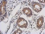 TTLL10 Antibody in Immunohistochemistry (Paraffin) (IHC (P))