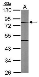 TTLL10 Antibody in Western Blot (WB)