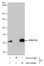 DYNC1LI1 Antibody in Immunoprecipitation (IP)