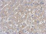 UPRT Antibody in Immunohistochemistry (Paraffin) (IHC (P))