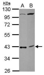 C18orf54 Antibody in Western Blot (WB)