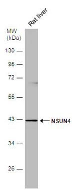NSUN4 Antibody in Western Blot (WB)