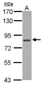 FCHO2 Antibody in Western Blot (WB)