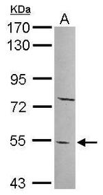 PYROXD2 Antibody in Western Blot (WB)