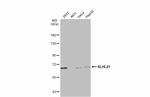 KLHL21 Antibody in Western Blot (WB)