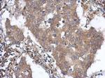 ANKLE2 Antibody in Immunohistochemistry (Paraffin) (IHC (P))