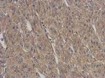 ARPC5L Antibody in Immunohistochemistry (Paraffin) (IHC (P))