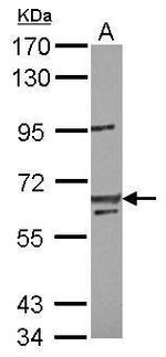 LIN54 Antibody in Western Blot (WB)