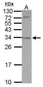 SLAMF9 Antibody in Western Blot (WB)