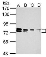 TBC1D15 Antibody in Western Blot (WB)