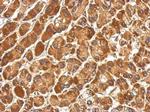 COG3 Antibody in Immunohistochemistry (Paraffin) (IHC (P))