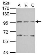 COG3 Antibody in Western Blot (WB)