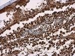 SMG7 Antibody in Immunohistochemistry (Paraffin) (IHC (P))