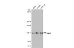 SMG7 Antibody in Western Blot (WB)