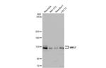 SMG7 Antibody in Western Blot (WB)