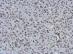 MIER3 Antibody in Immunohistochemistry (Paraffin) (IHC (P))