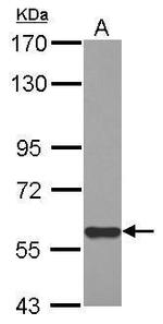 MIER3 Antibody in Western Blot (WB)