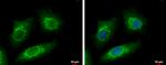 METTL6 Antibody in Immunocytochemistry (ICC/IF)