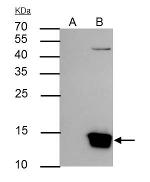 Histone H3 Antibody in Immunoprecipitation (IP)