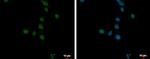 ANKRD32 Antibody in Immunocytochemistry (ICC/IF)