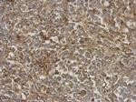 ANKRD32 Antibody in Immunohistochemistry (Paraffin) (IHC (P))